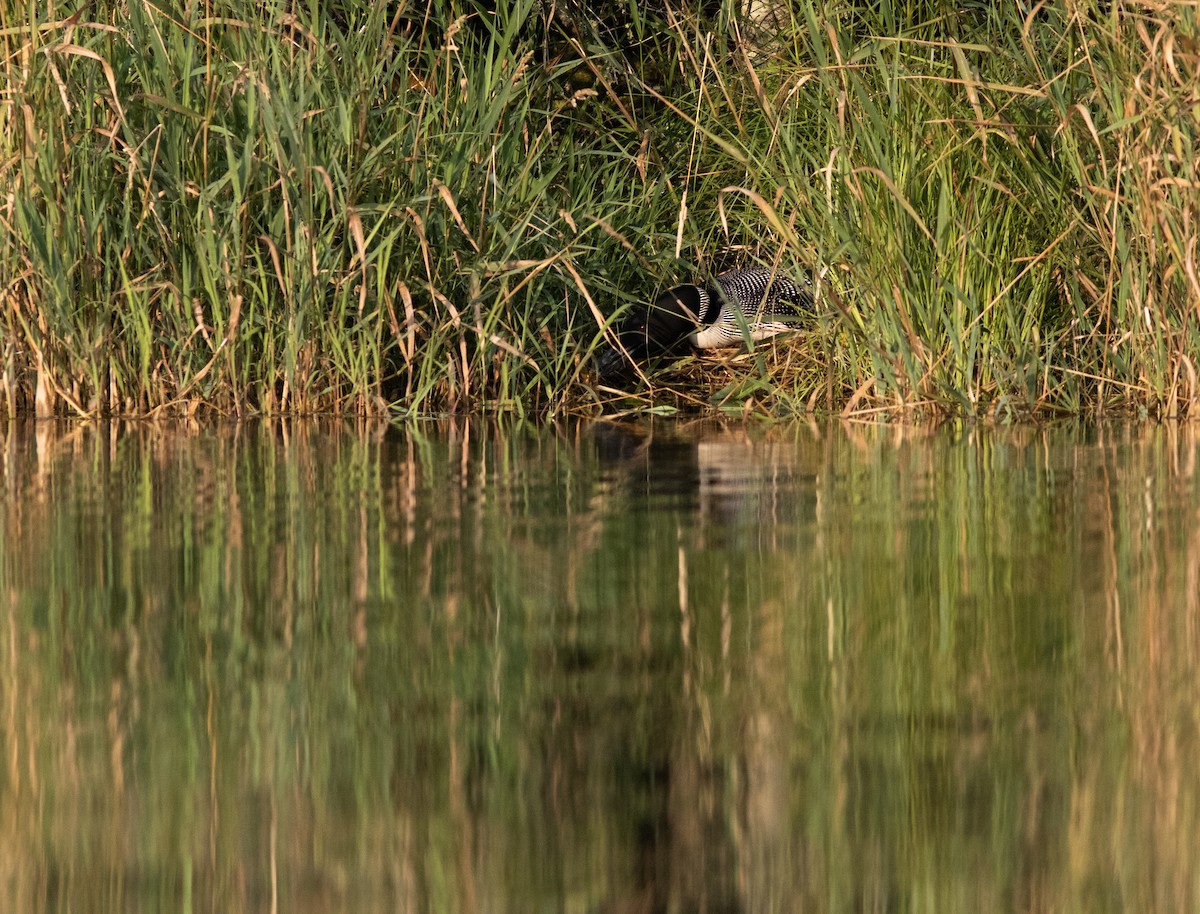 Plongeon huard - ML621900992