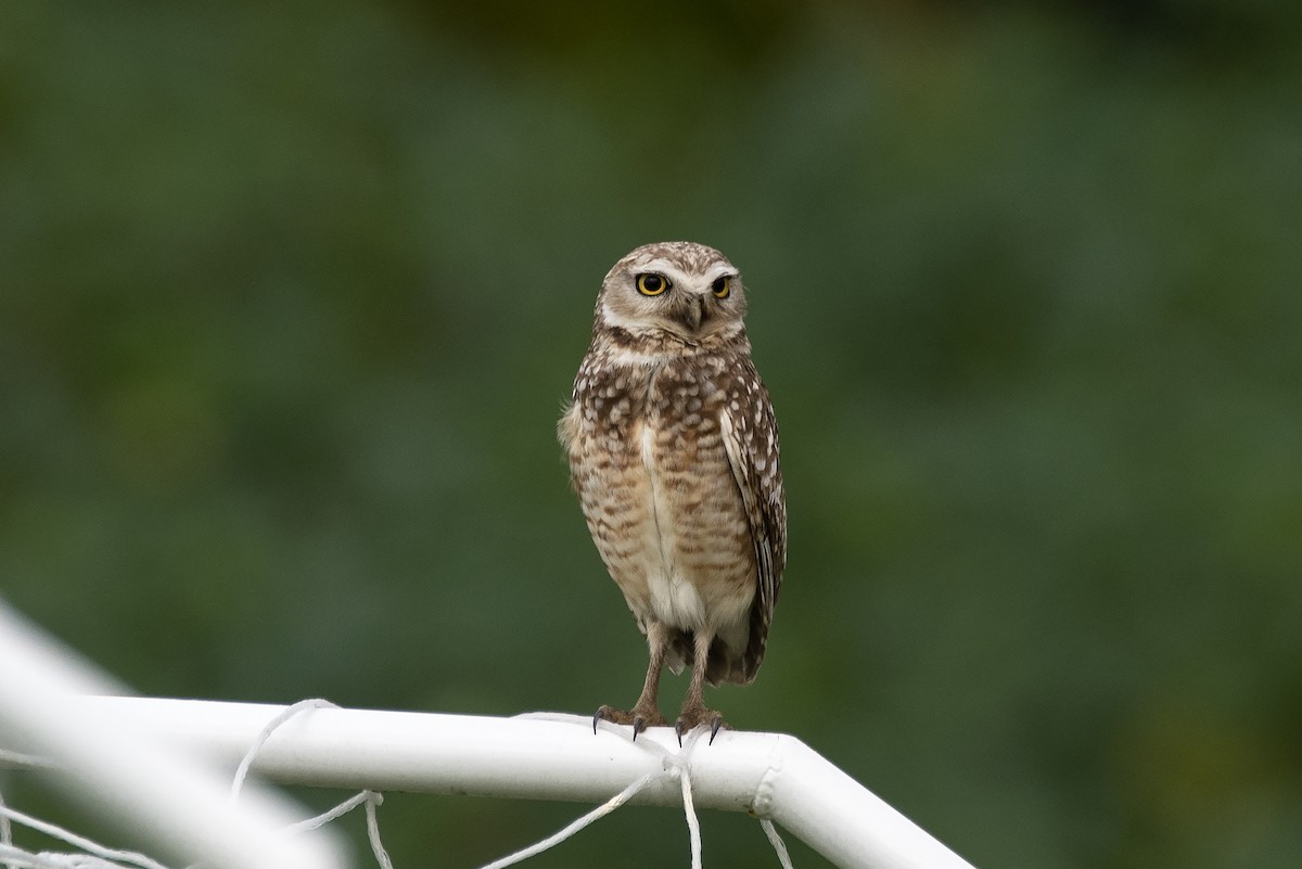 Burrowing Owl (grallaria) - ML621901021