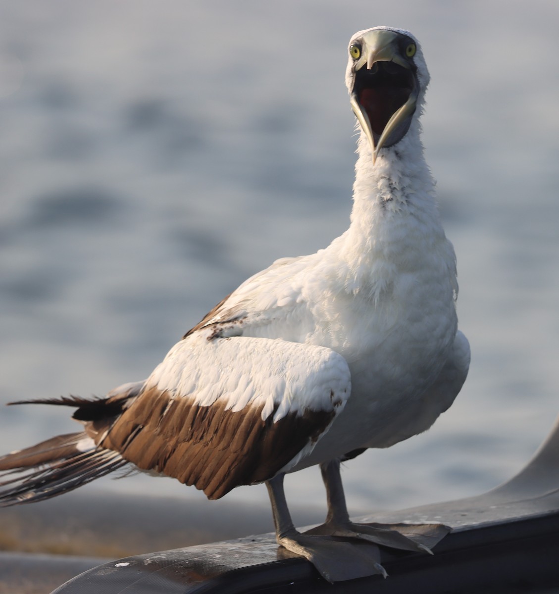 Masked Booby - ML621901111