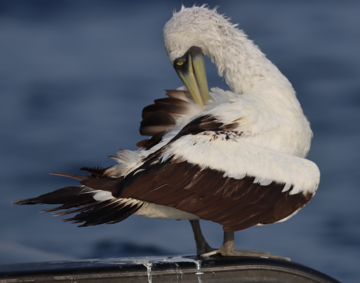 Masked Booby - ML621901112