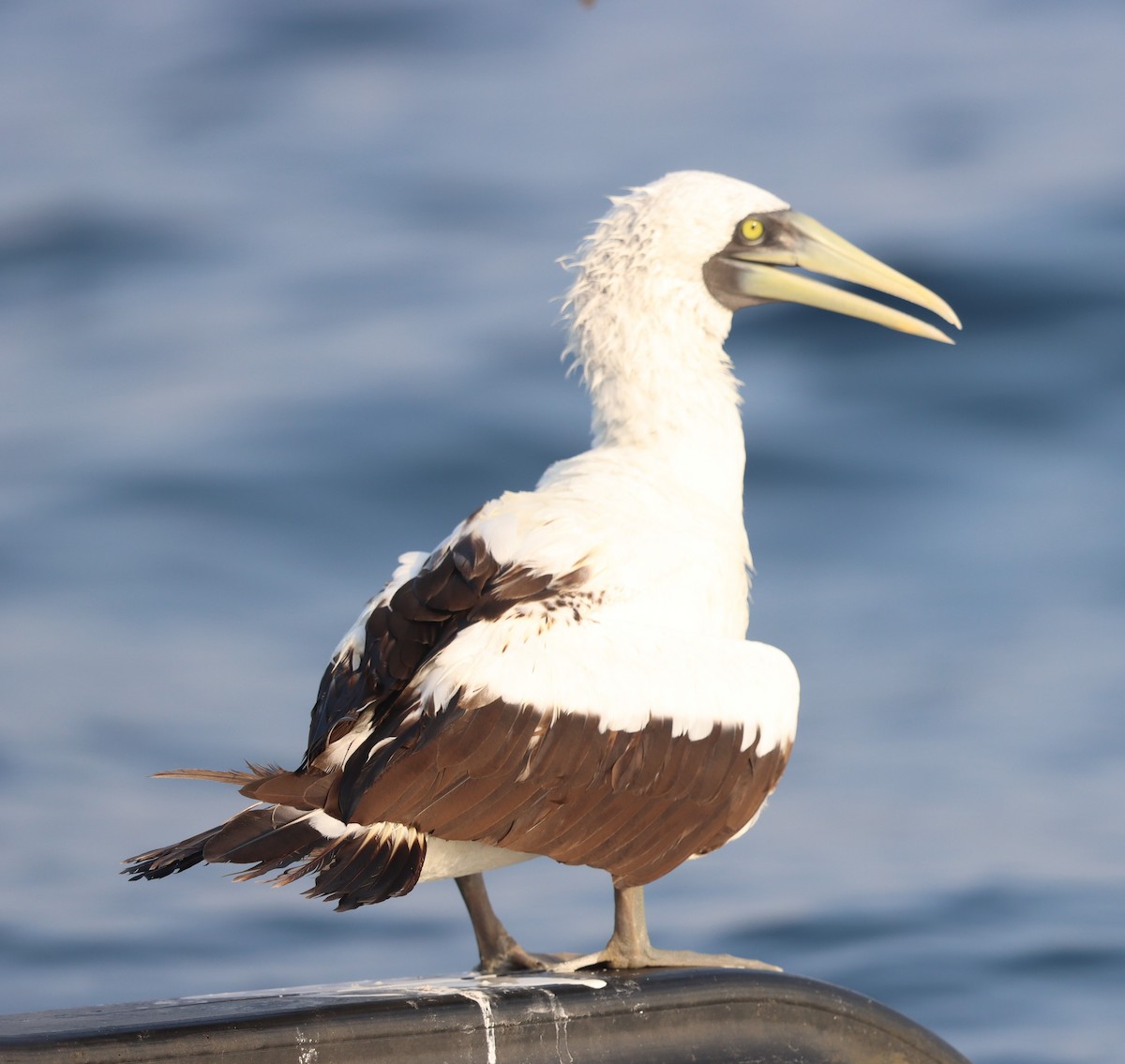 Masked Booby - ML621901113