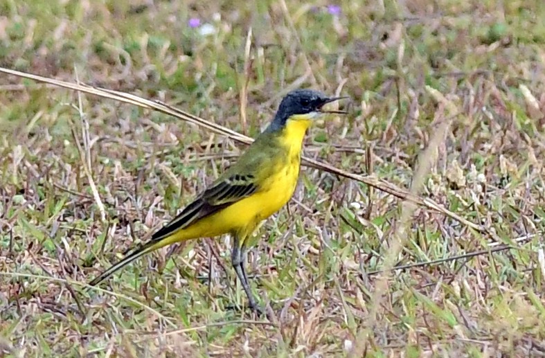 Eastern Yellow Wagtail - ML621901138