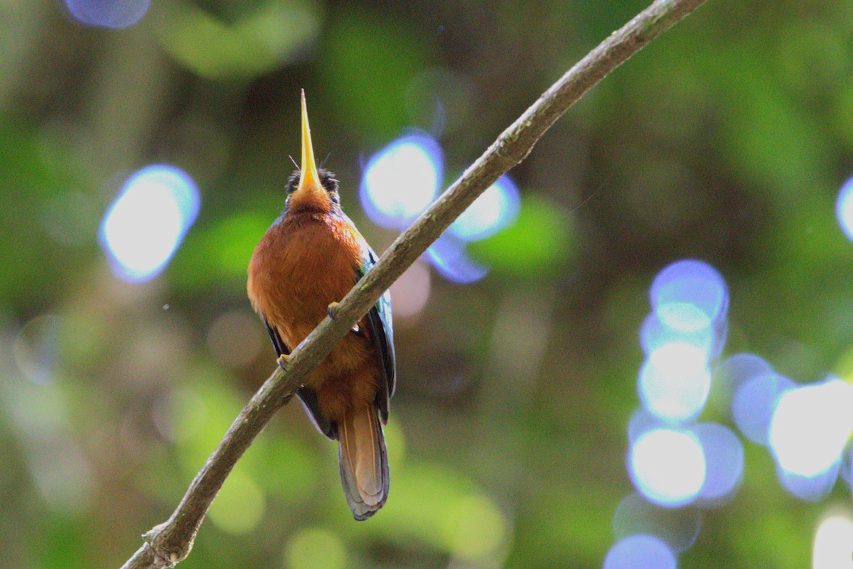 Blue-cheeked Jacamar - ML621901175