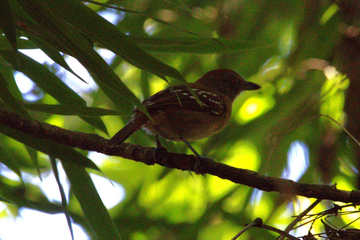 Natterer's Slaty-Antshrike - ML621901183