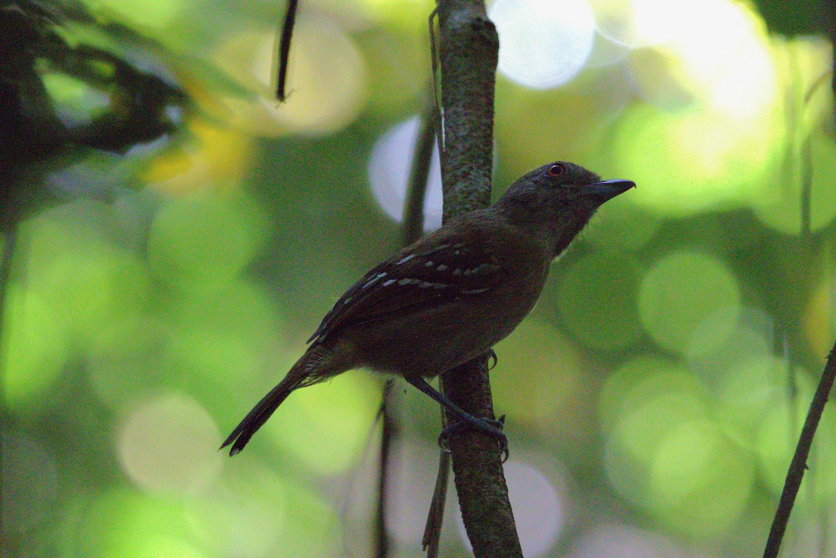 Natterer's Slaty-Antshrike - ML621901186