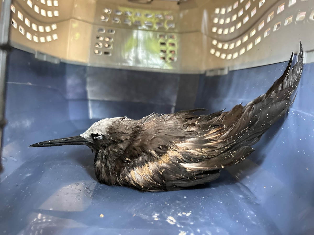 Lesser Noddy - ML621901468