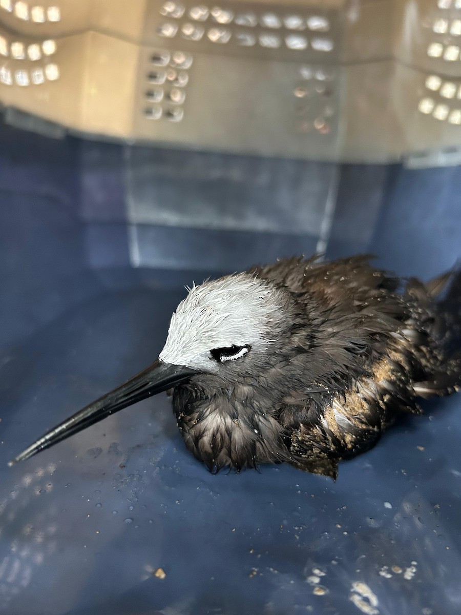 Lesser Noddy - ML621901469