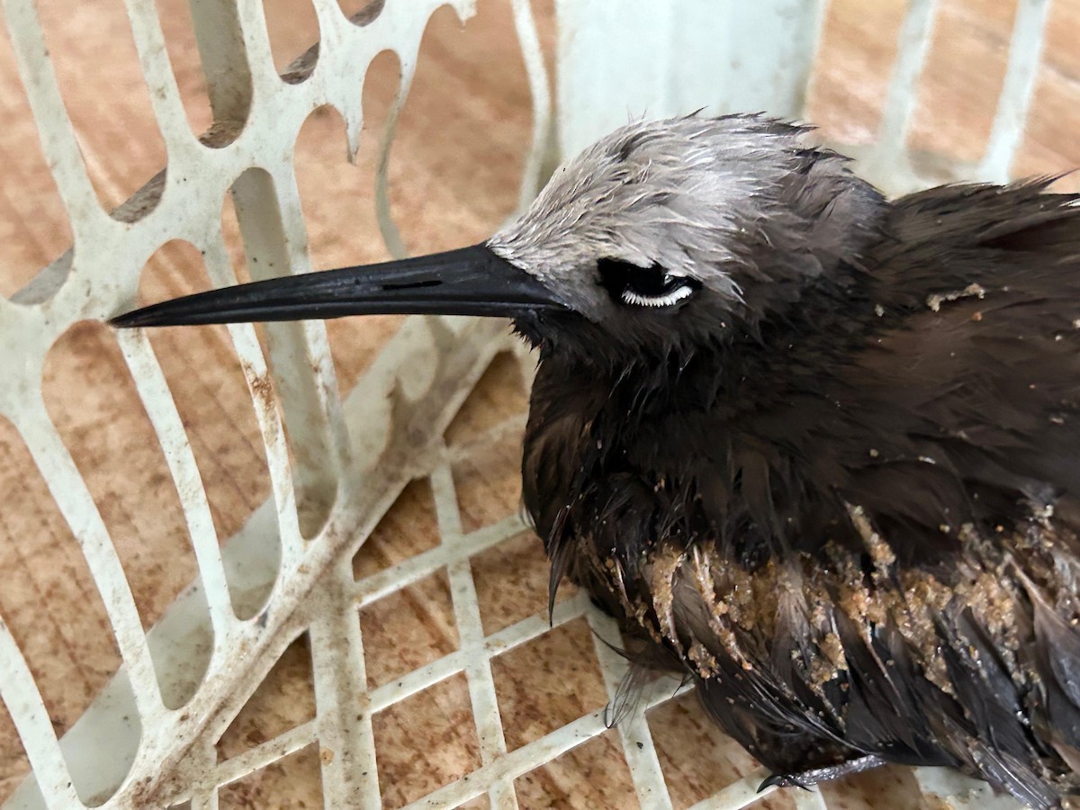 Lesser Noddy - ML621901483