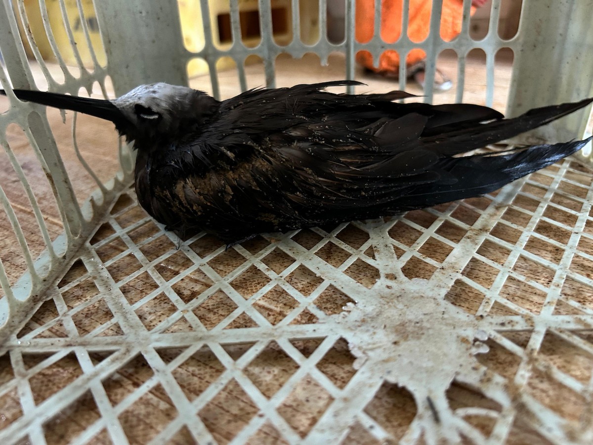 Lesser Noddy - ML621901484