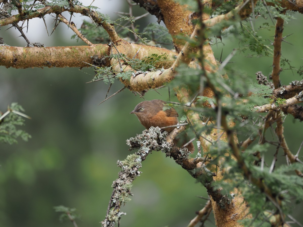 Rufous Chatterer - Simon  Allen