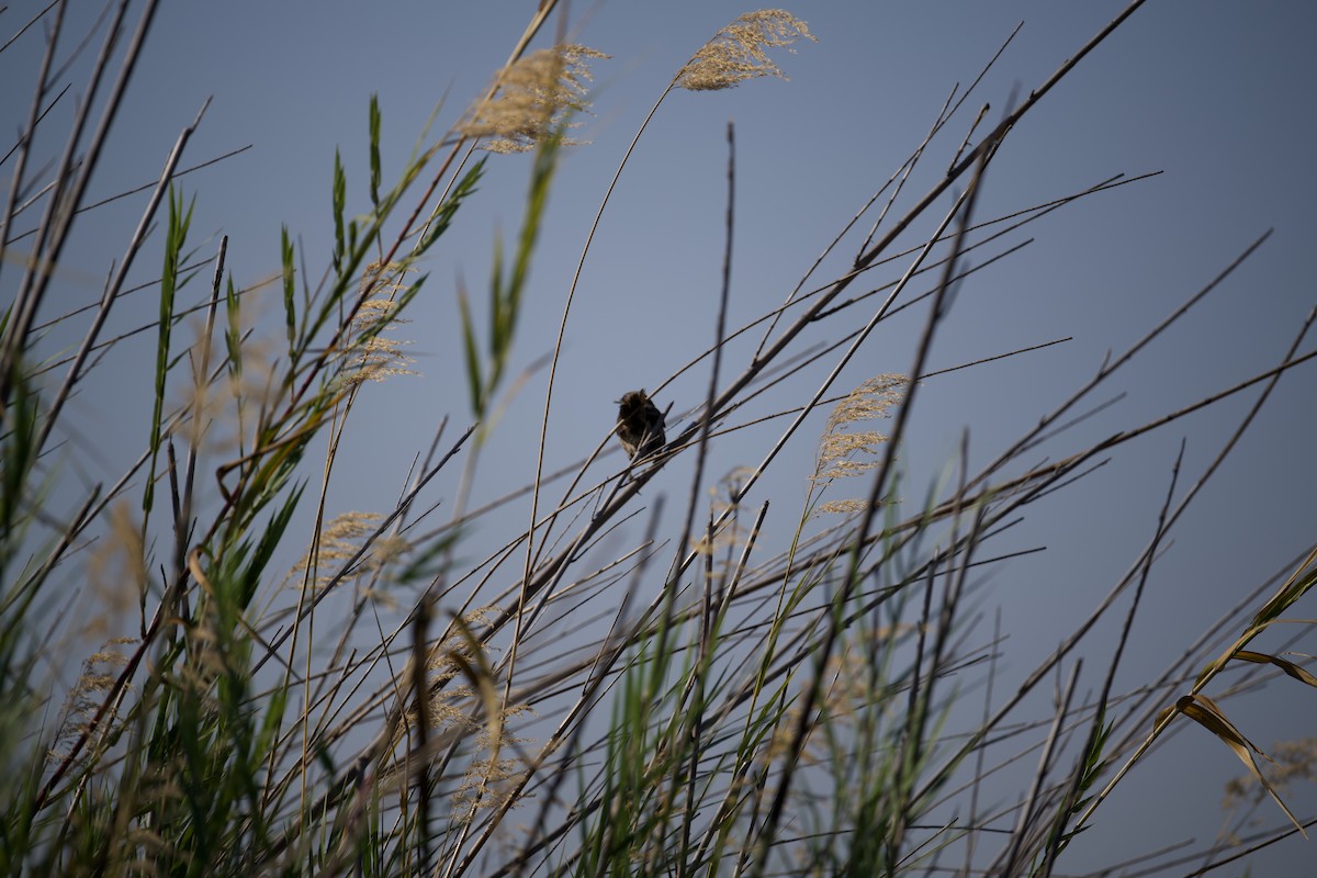 Marsh Widowbird - ML621901709