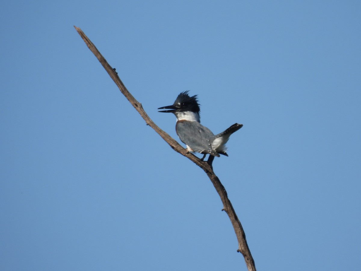 Belted Kingfisher - ML621901751