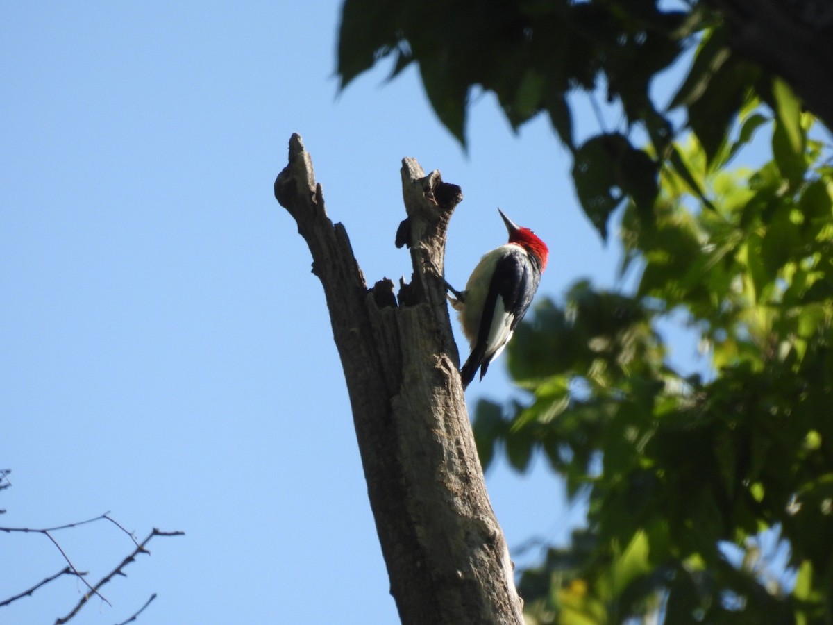 Red-headed Woodpecker - ML621901767