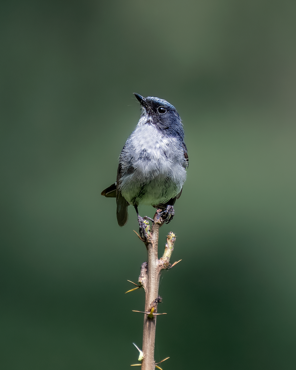 Slaty-blue Flycatcher - ML621901789