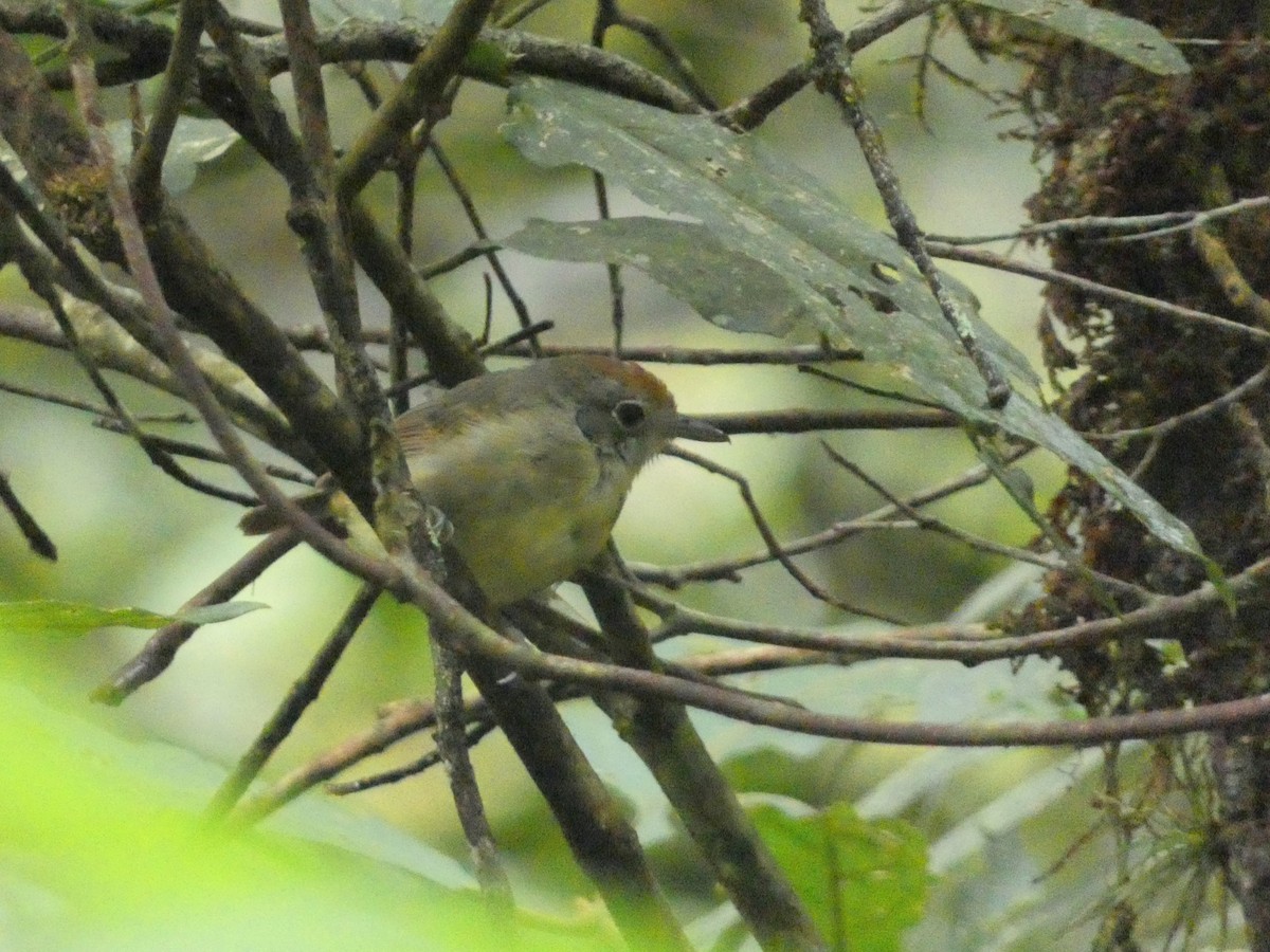 Plain Antvireo - ML621901825