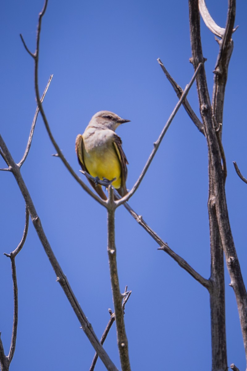 Western Kingbird - ML621901853