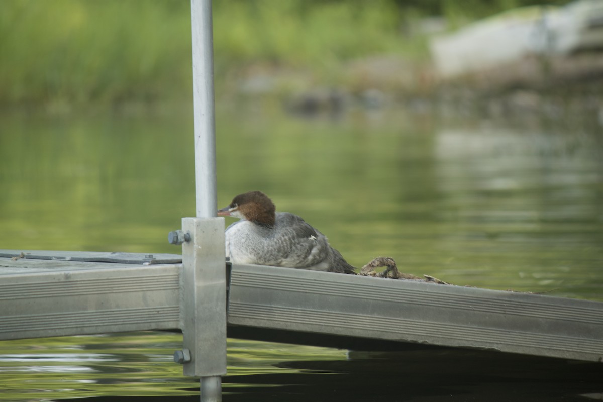 Common Merganser - Jack Biunno