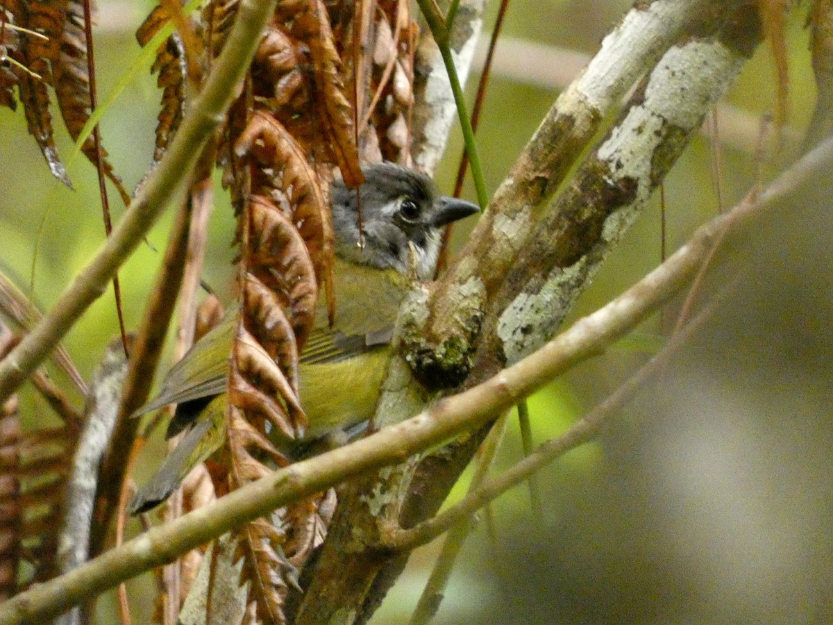 Common Chlorospingus (Middle America) - ML621901861