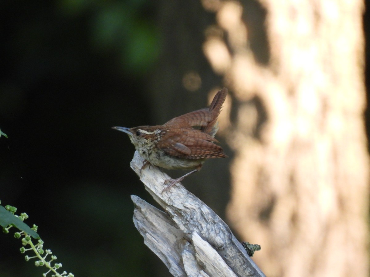 Carolina Wren - ML621901916