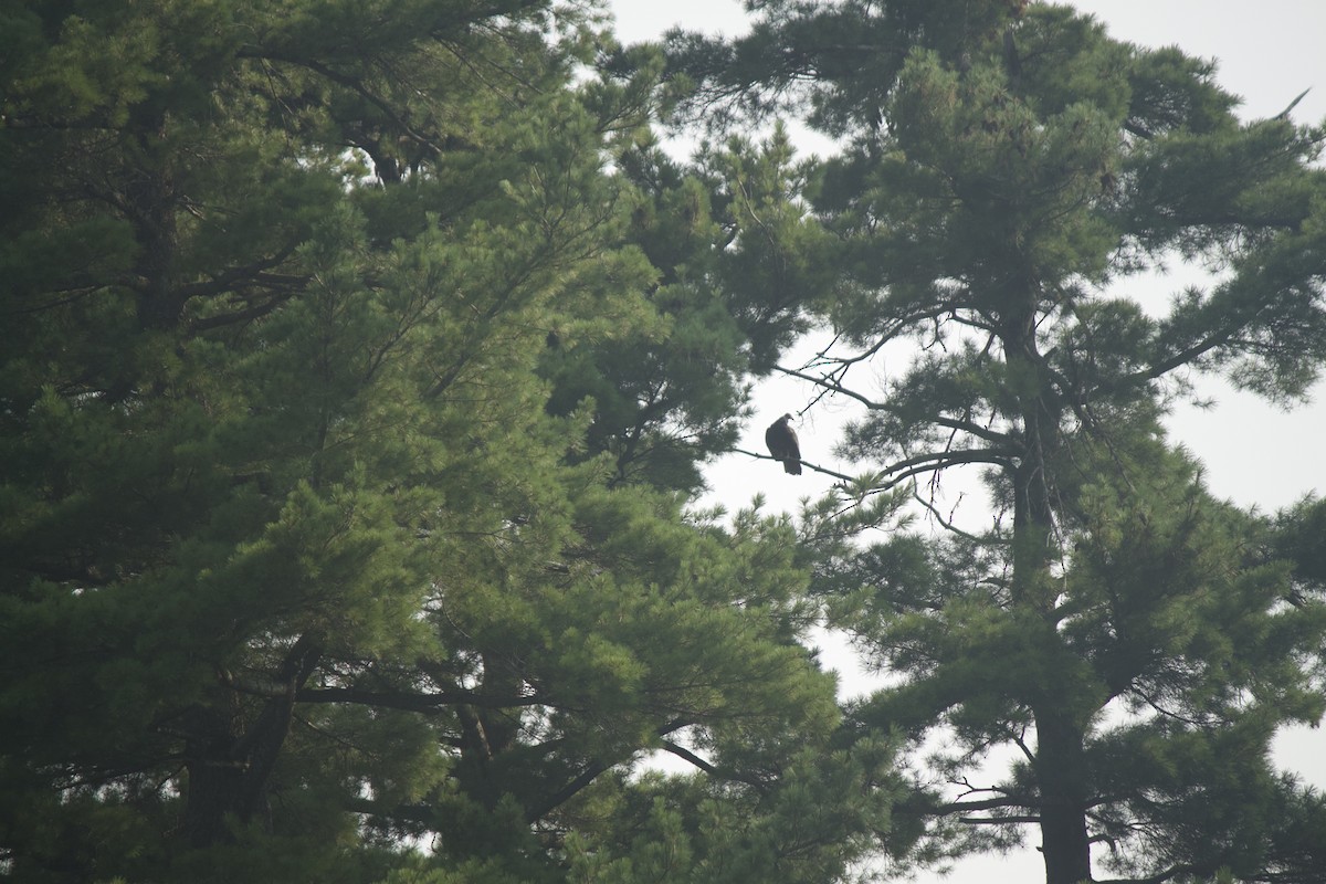 Turkey Vulture - Jack Biunno