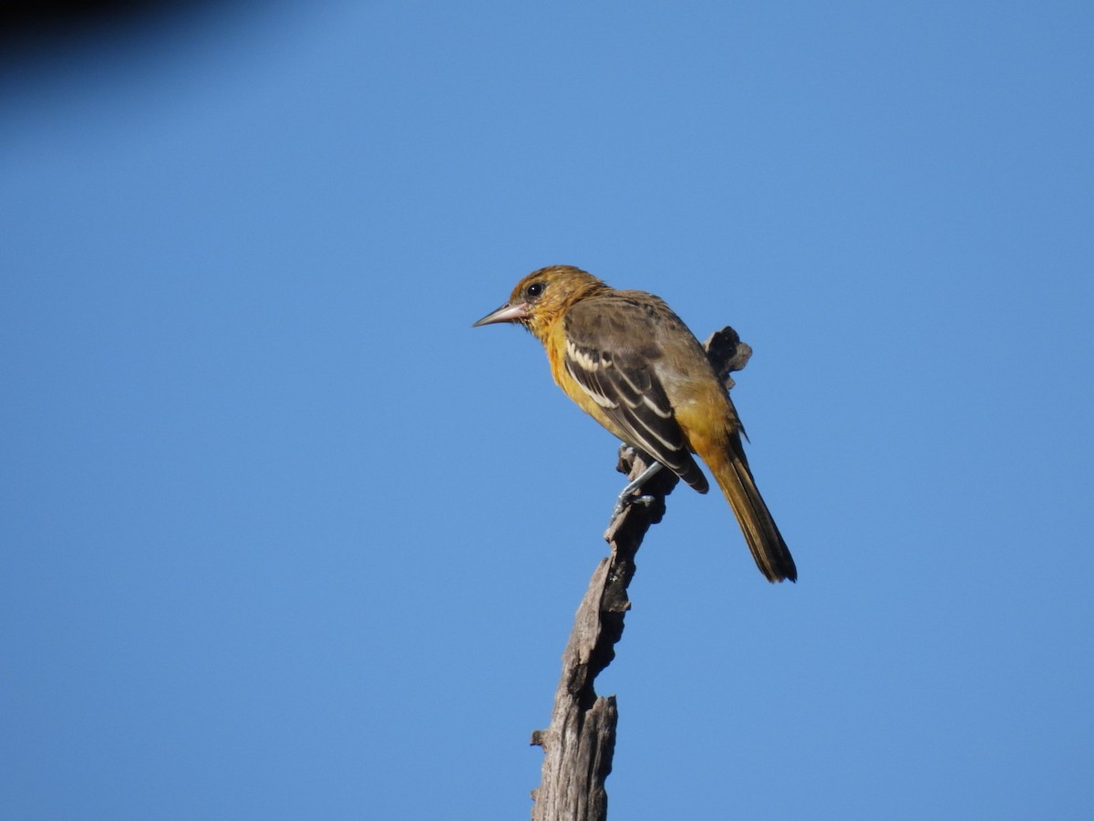 Baltimore Oriole - ML621901940