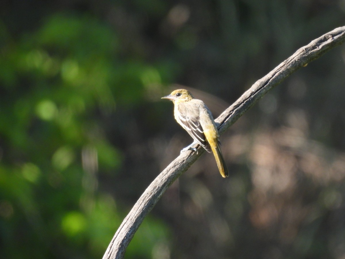 Baltimore Oriole - ML621901941