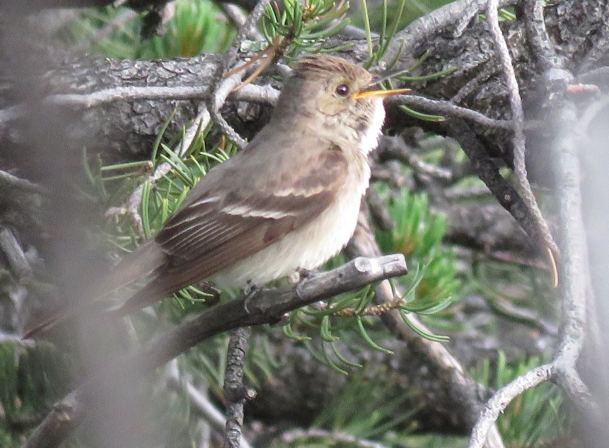 Western Wood-Pewee - ML621901951