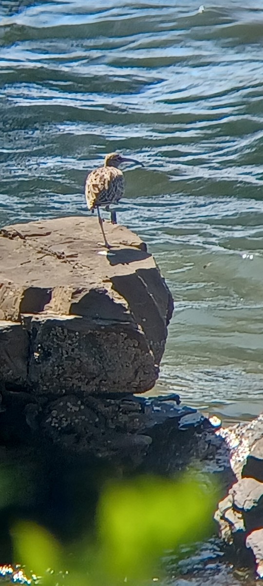 Whimbrel - Katie McGee