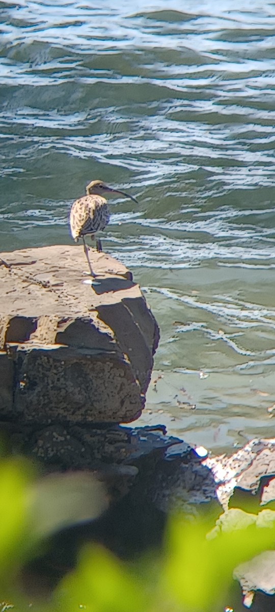 Whimbrel - Katie McGee