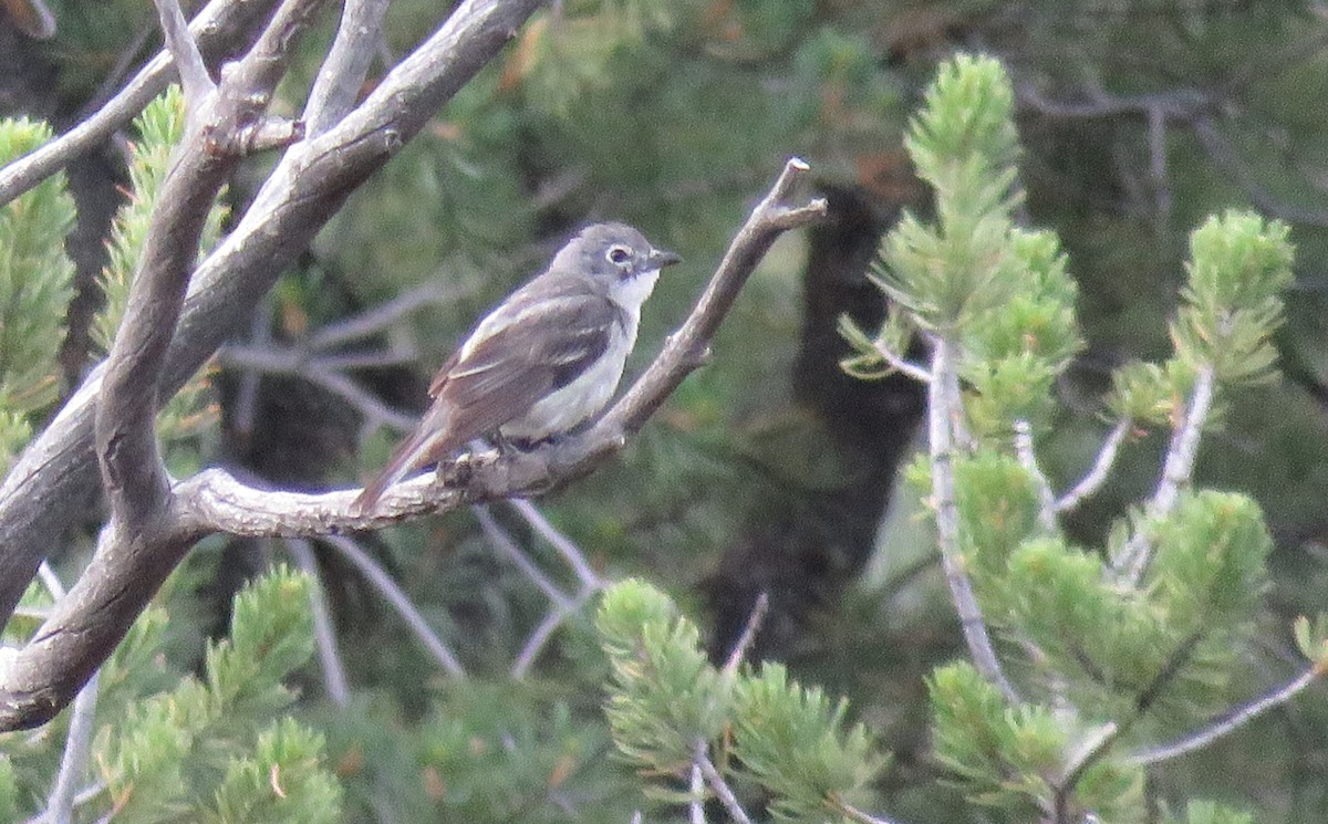 Plumbeous Vireo - ML621901983