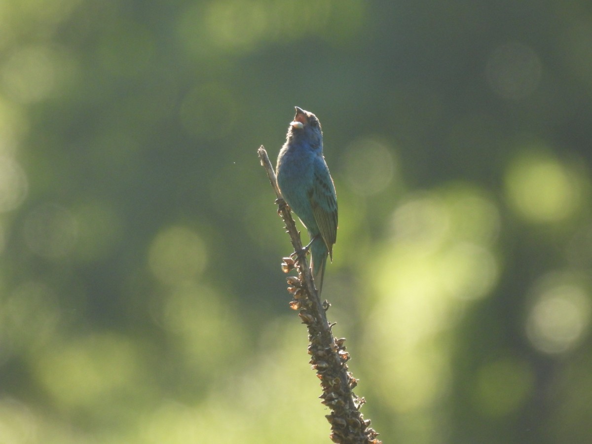 Indigo Bunting - ML621901987