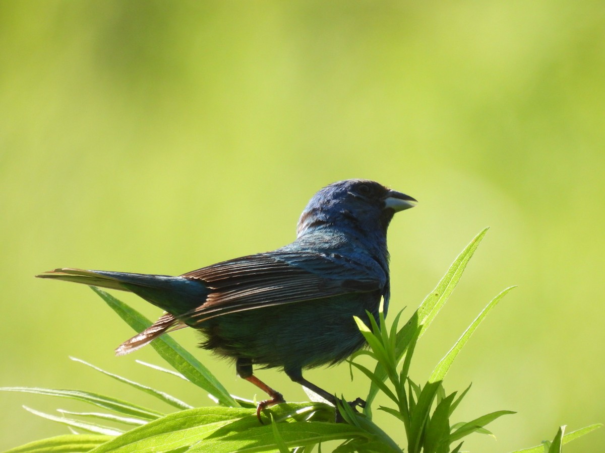 Indigo Bunting - ML621901988