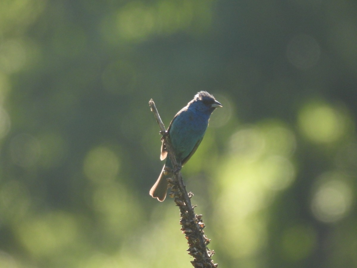 Indigo Bunting - ML621901989