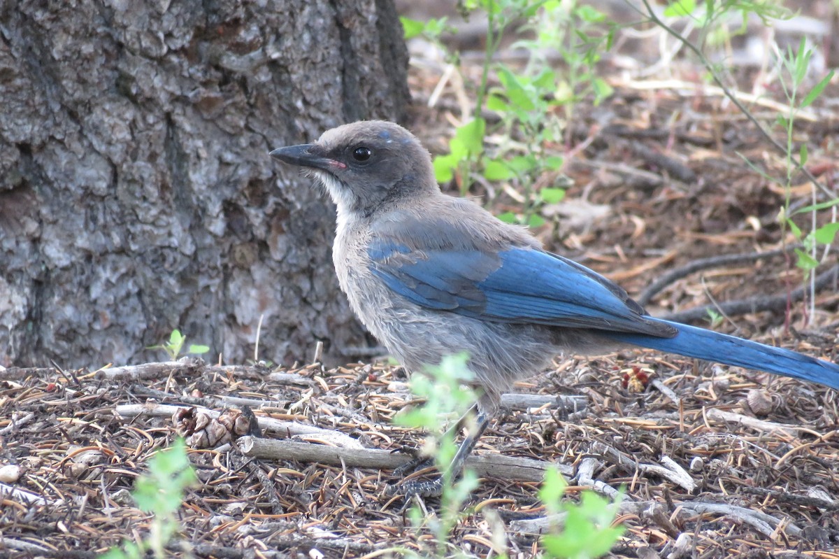 Woodhouse's Scrub-Jay - ML621901994