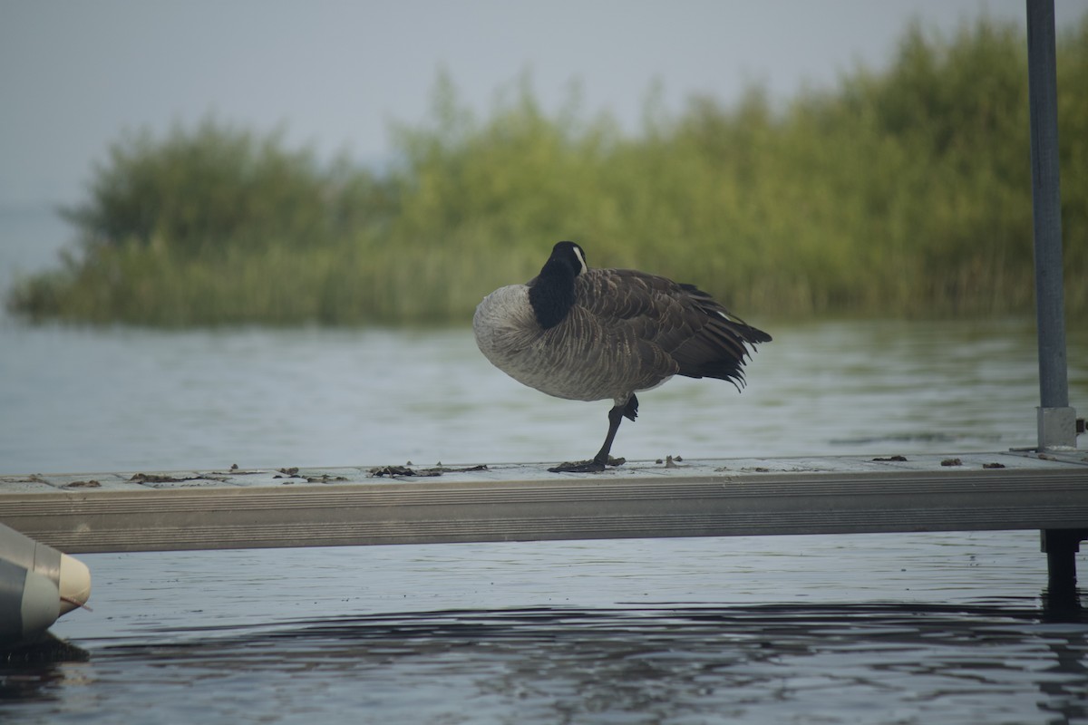 Canada Goose - Jack Biunno