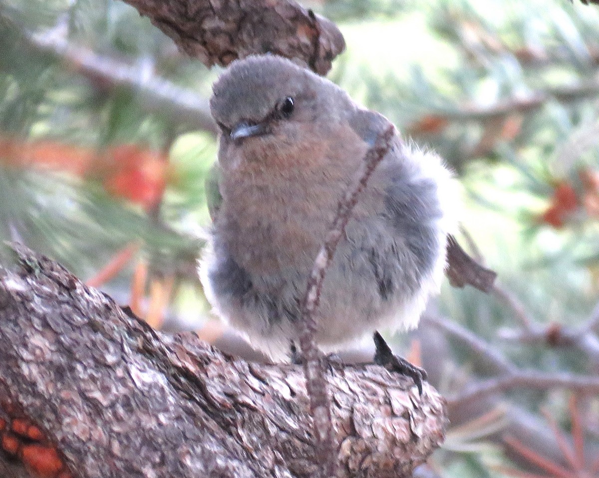 Mountain Bluebird - ML621902014