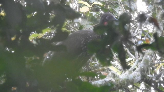 Crested Guan - ML621902016
