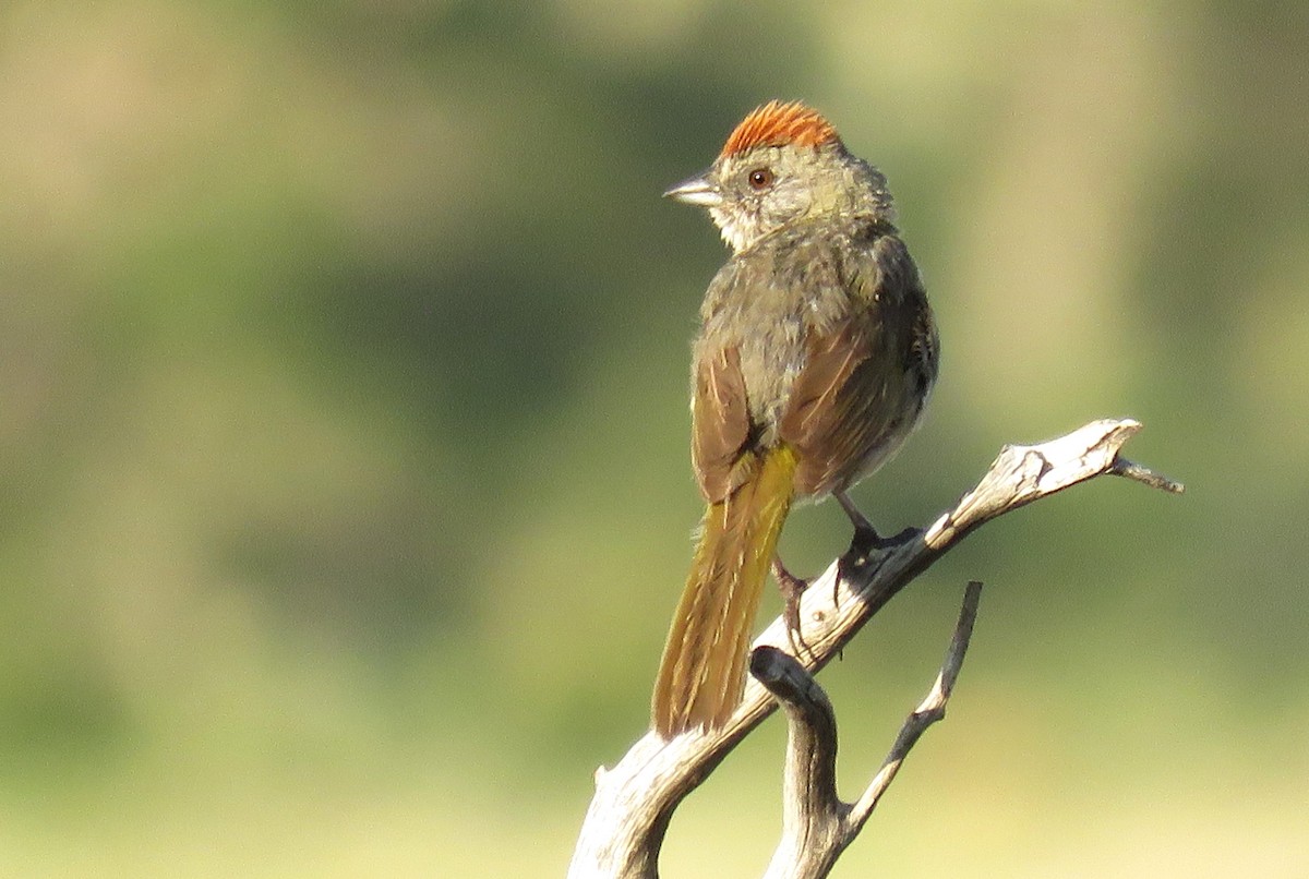 Green-tailed Towhee - ML621902026