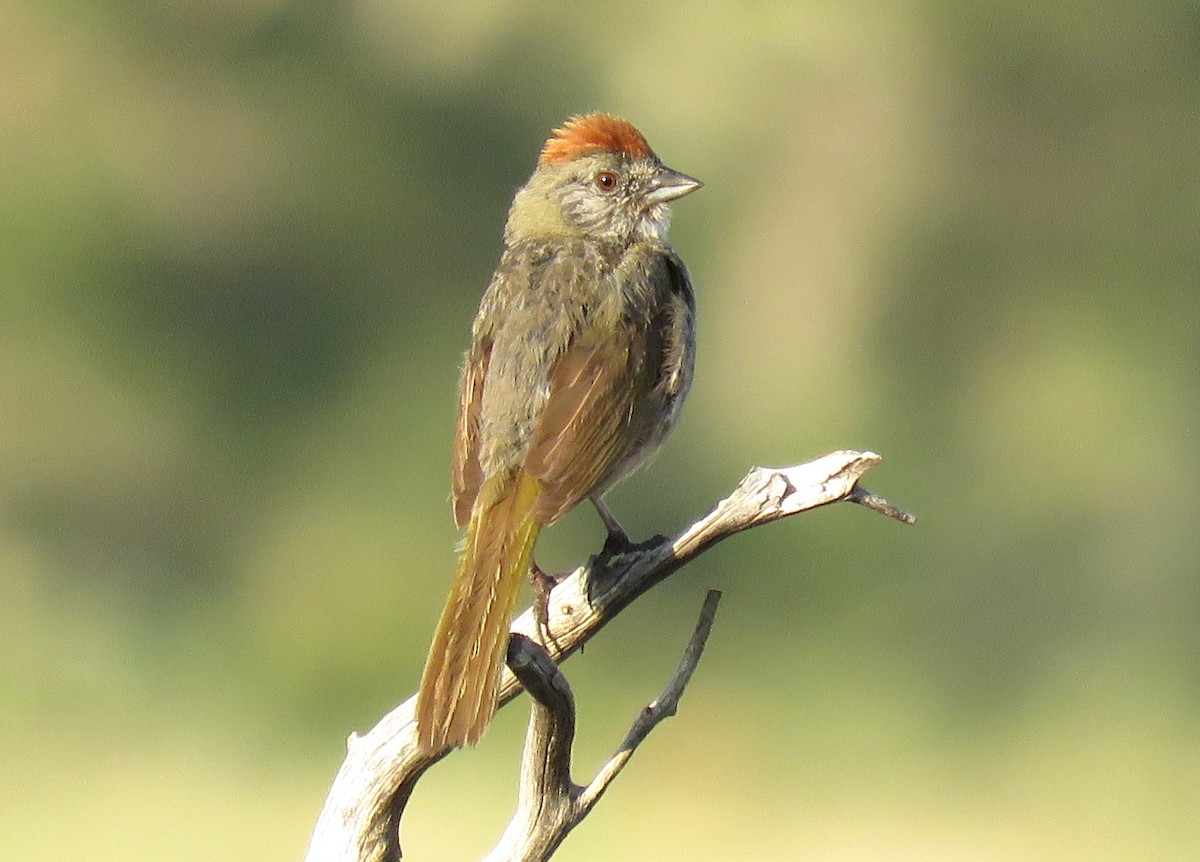 Green-tailed Towhee - ML621902027