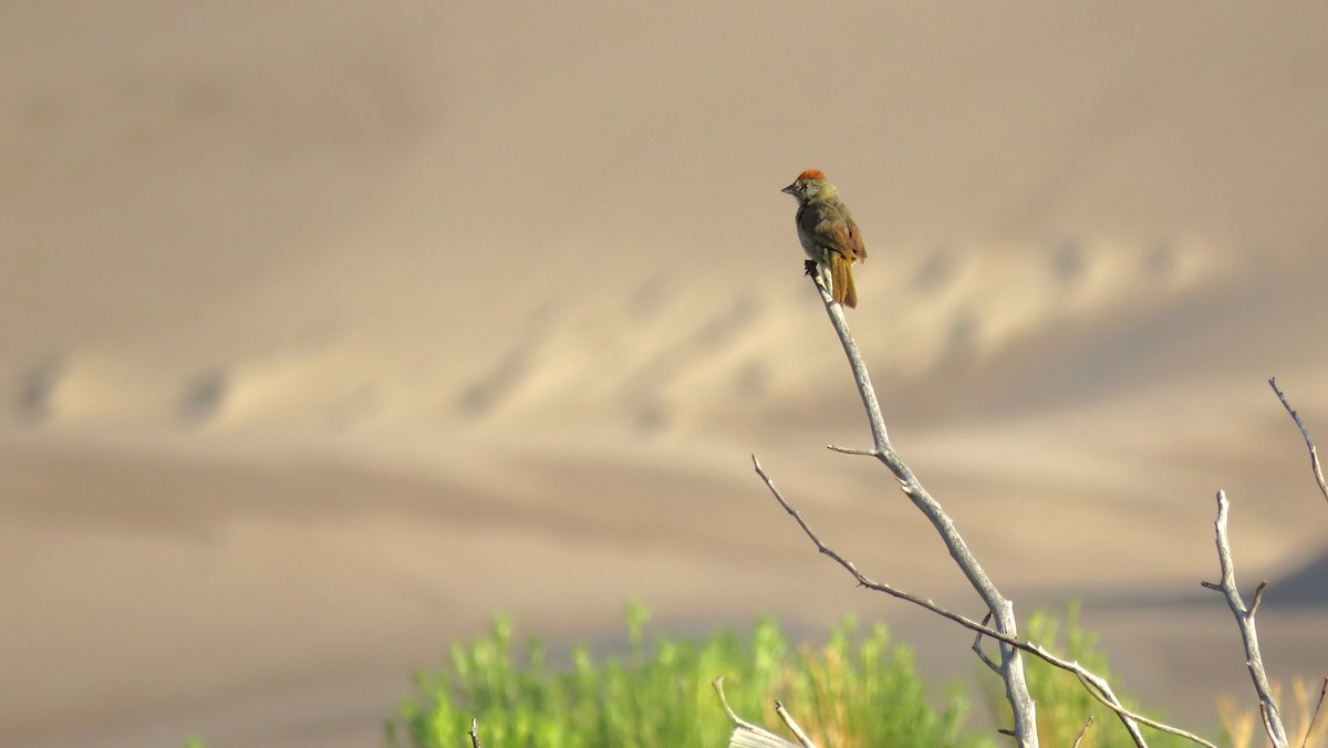 Green-tailed Towhee - ML621902028