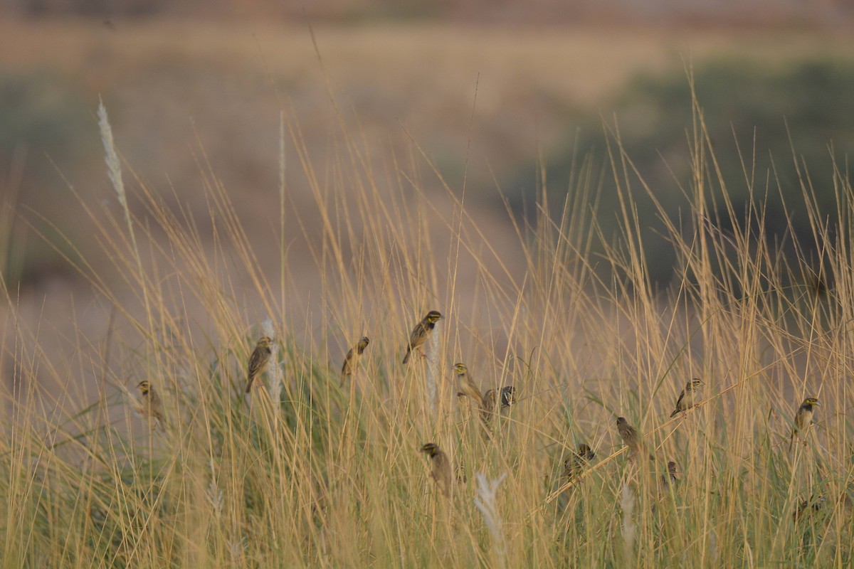 Black-breasted Weaver - ML621902097