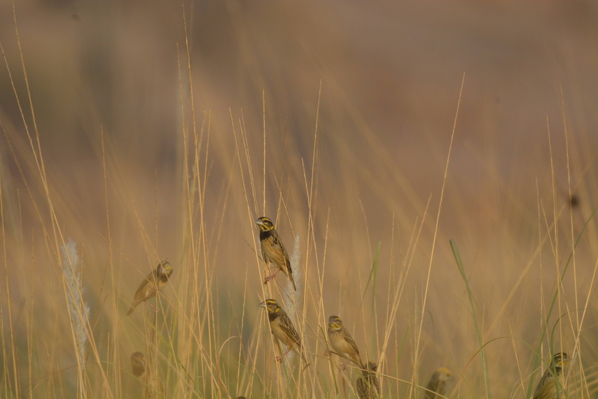 Black-breasted Weaver - ML621902098