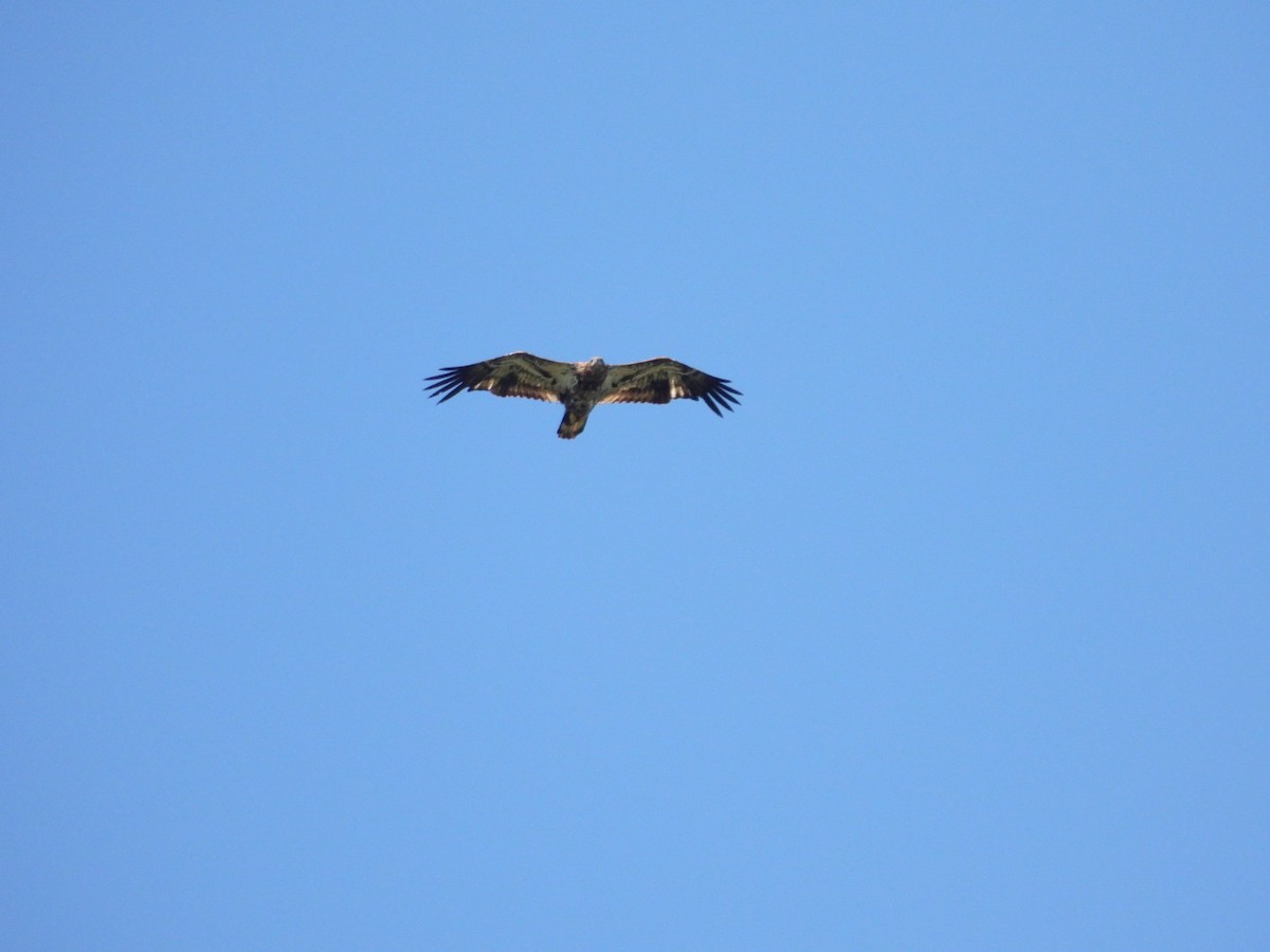 Bald Eagle - ML621902135