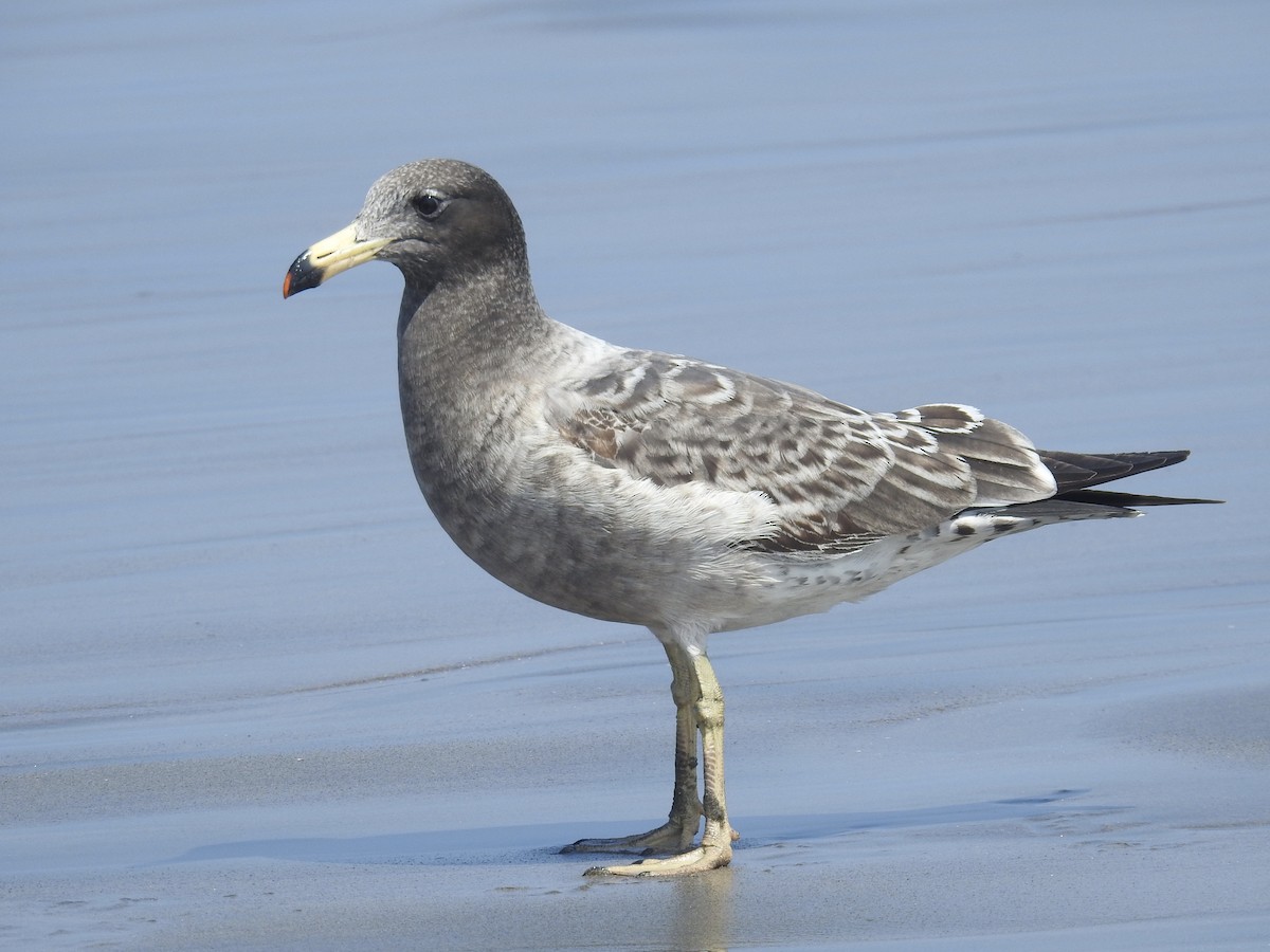 Belcher's Gull - ML621902154