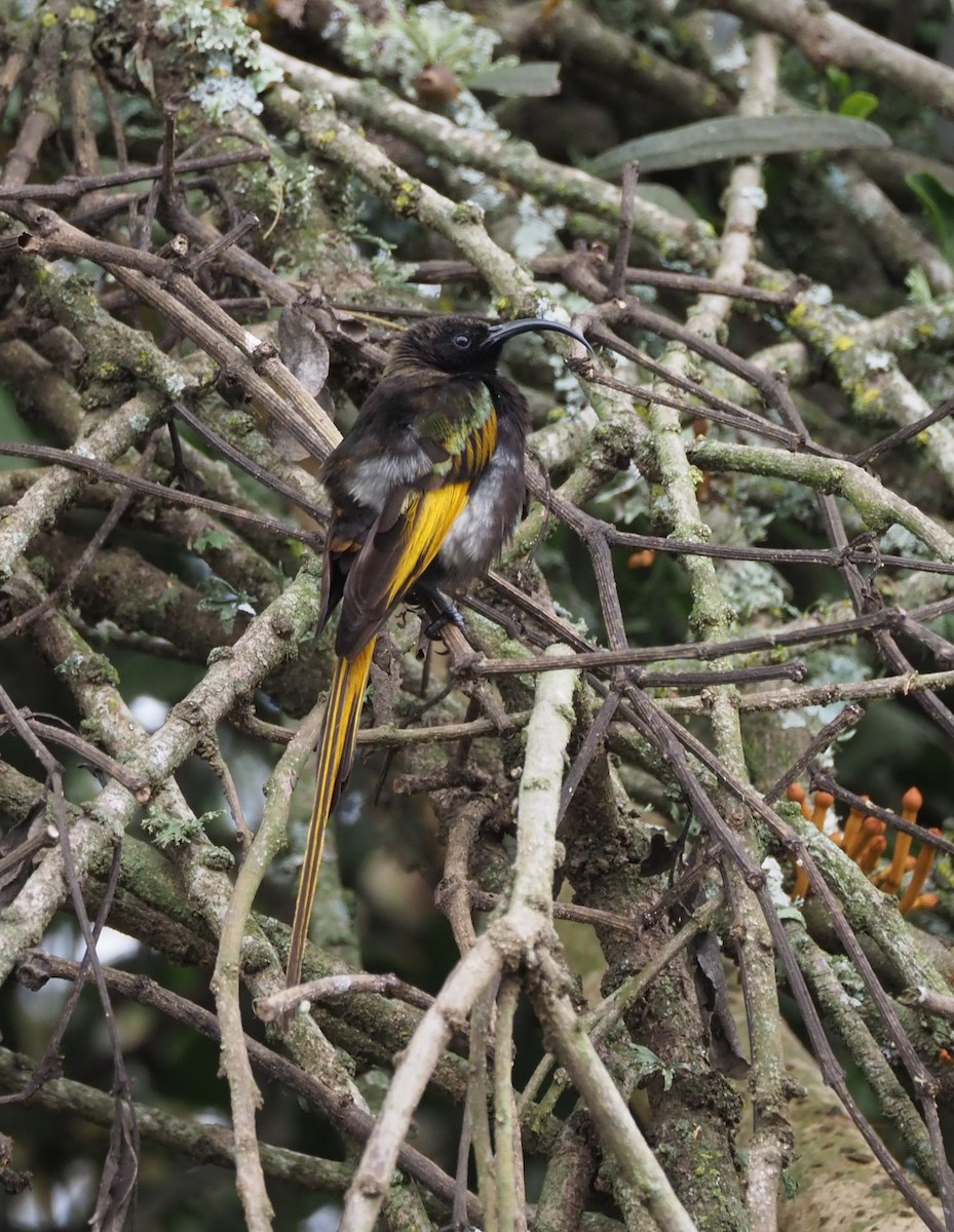 Golden-winged Sunbird - Simon  Allen