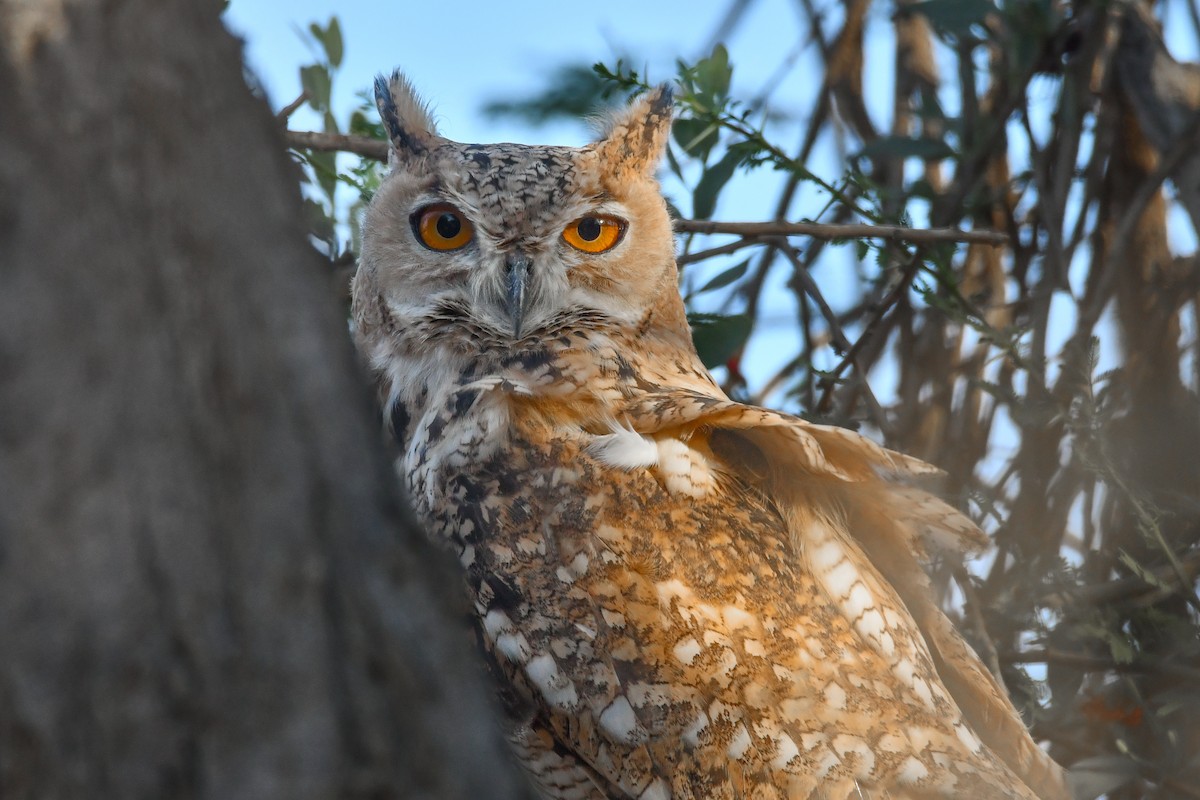 Pharaoh Eagle-Owl - ML621902199