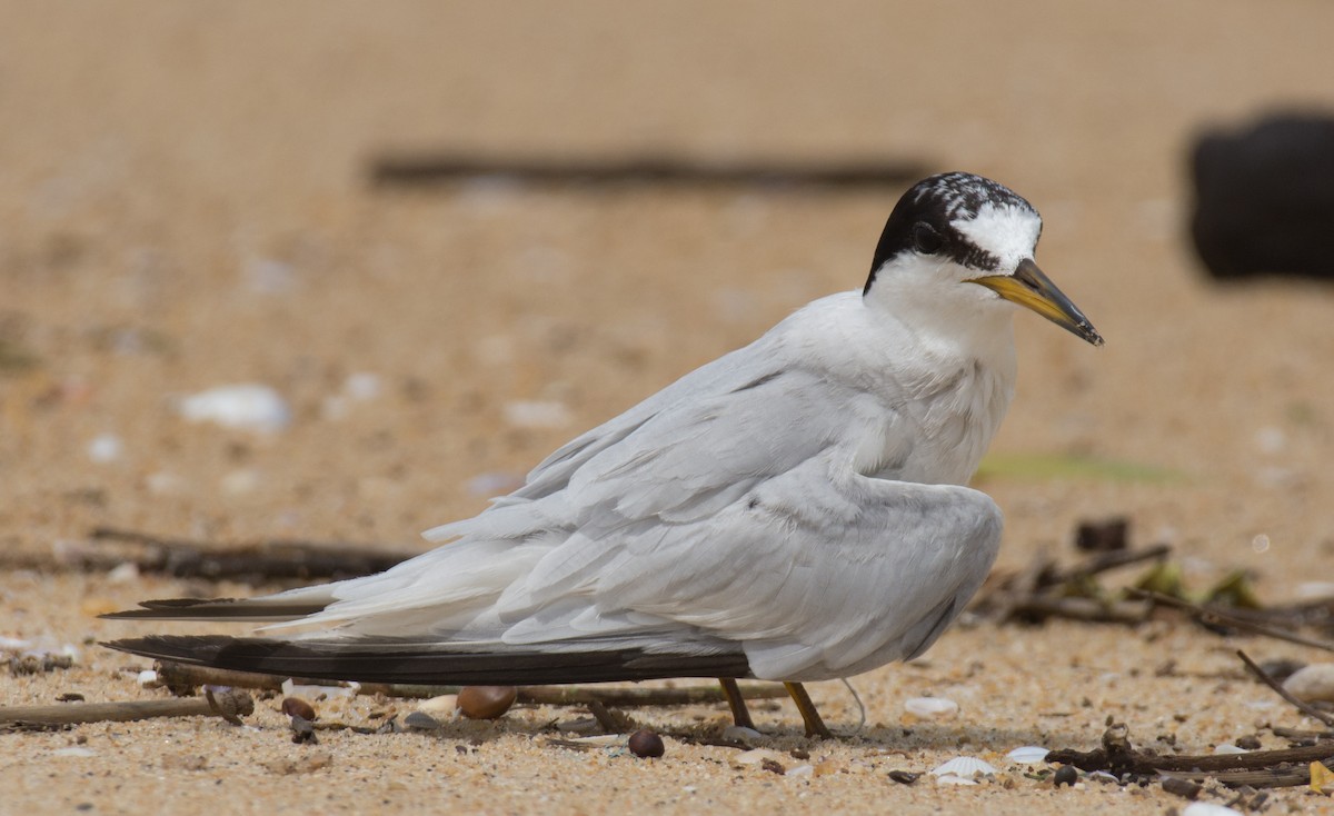 Saunders's Tern - ML621902250