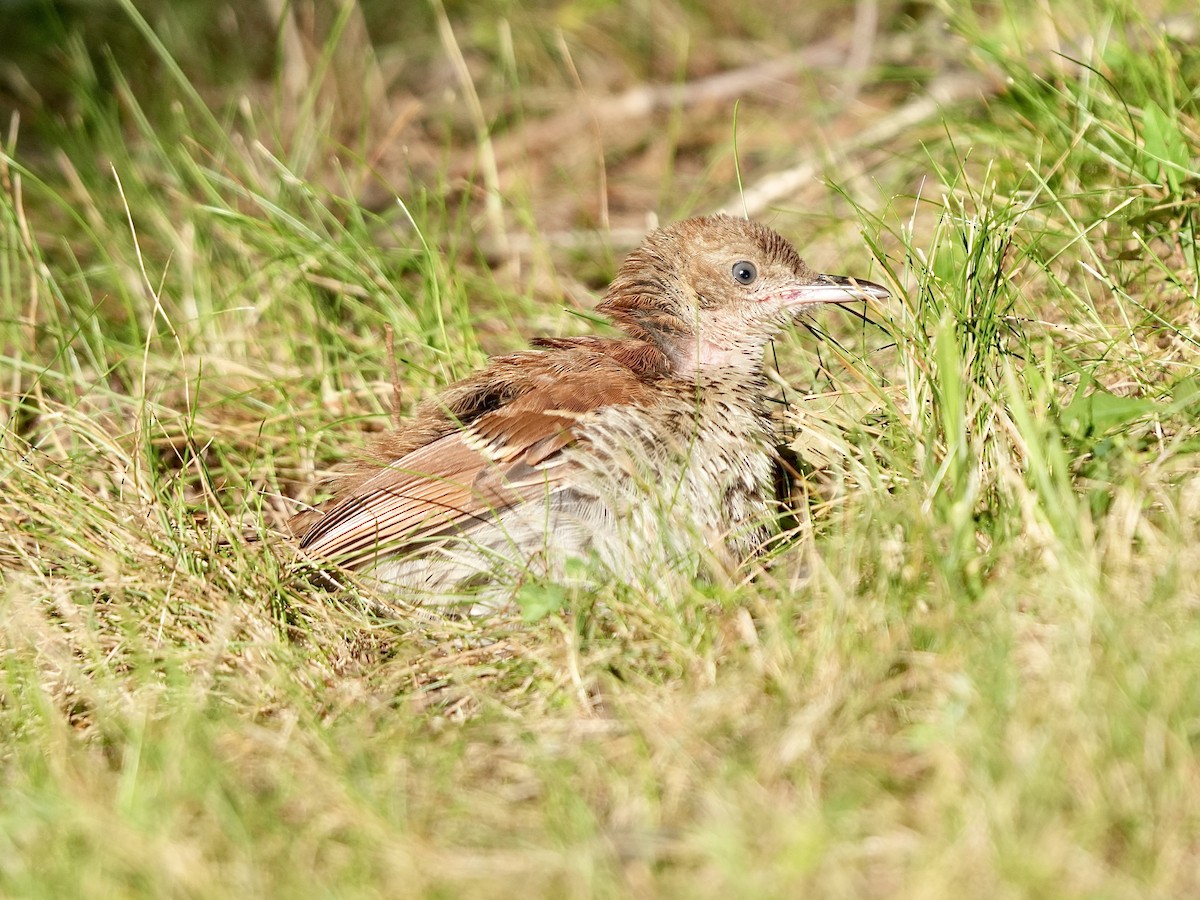 Brown Thrasher - ML621902283