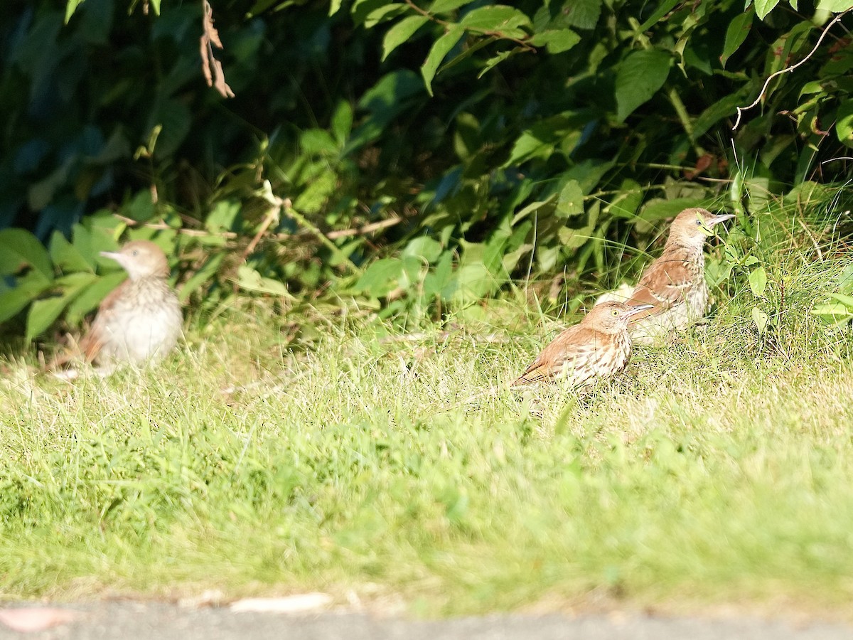 Brown Thrasher - ML621902284