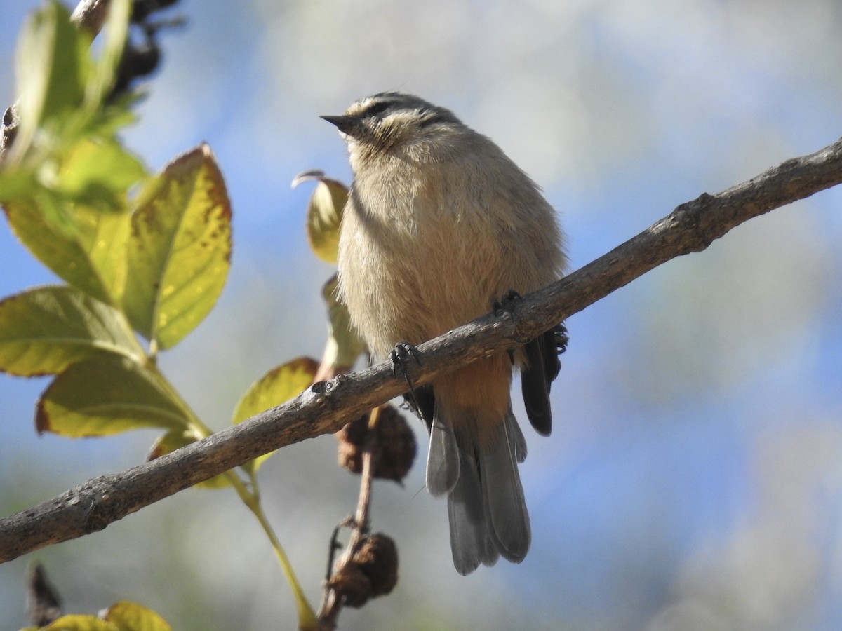 Cinereous Conebill - ML621902285